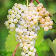 Саджанець Виноград Ріслінг рейнський (винний) в контейнері